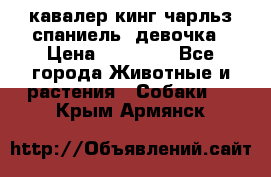  кавалер кинг чарльз спаниель -девочка › Цена ­ 45 000 - Все города Животные и растения » Собаки   . Крым,Армянск